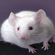 被老鼠咬傷怎么辦？