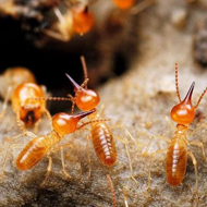 春雨綿綿，馬上又要進入到白蟻紛飛高發時期